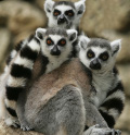 Lemurs